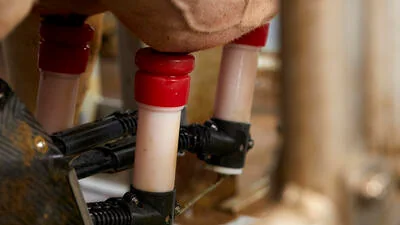 Milking robots for healthier cows, associated with inventor Alexander van der Lely