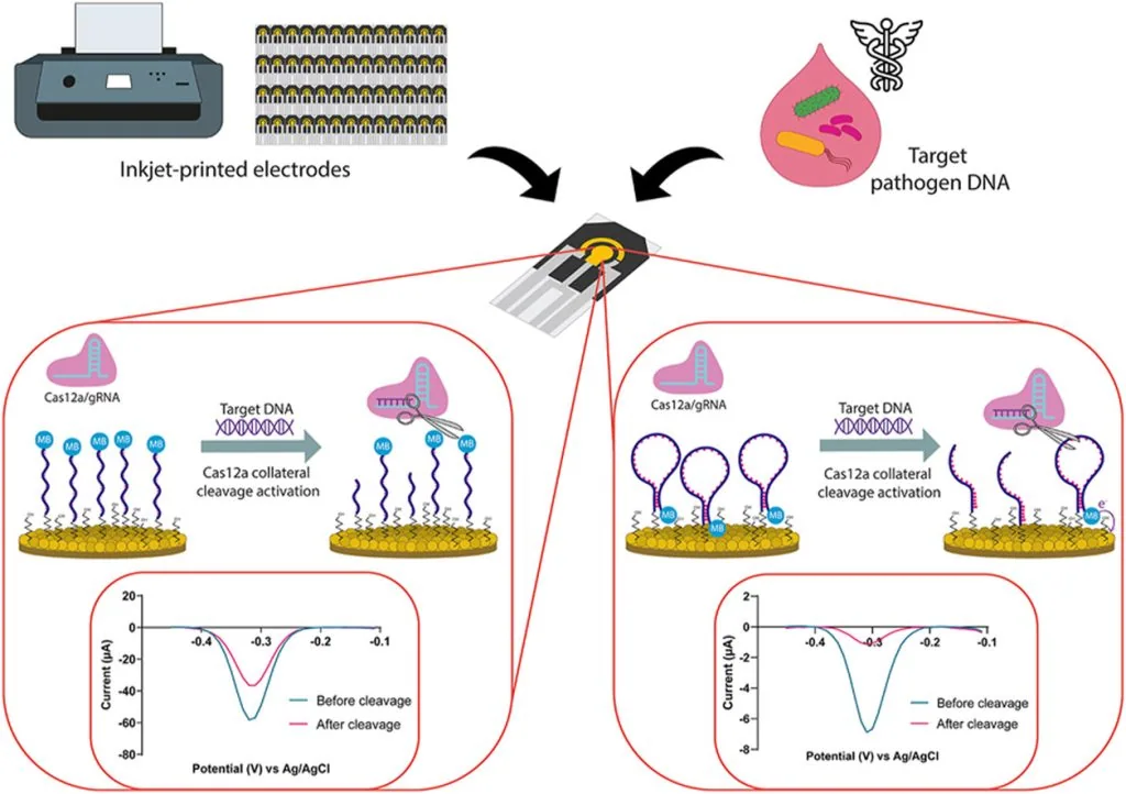 Bioelectronic and biosensor devices, associated with inventor Chenzhong Li