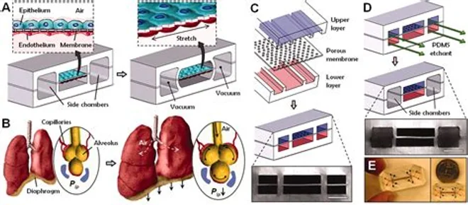 Human lung-on-a-chip microfluidic device, associated with inventor Dan Huh