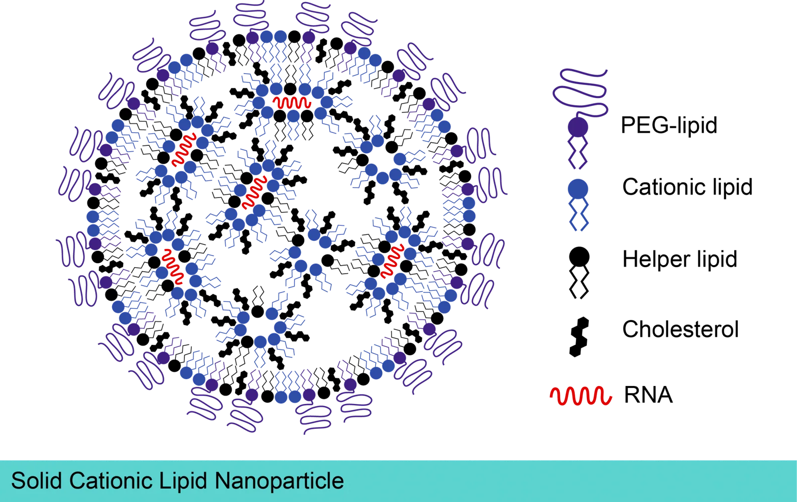 Lipid-nanoparticle mRNA delivery system, associated with inventor Daniel Anderson
