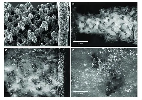 Silk-fibroin bioresorbable orthopaedic implants, associated with inventor David Kaplan