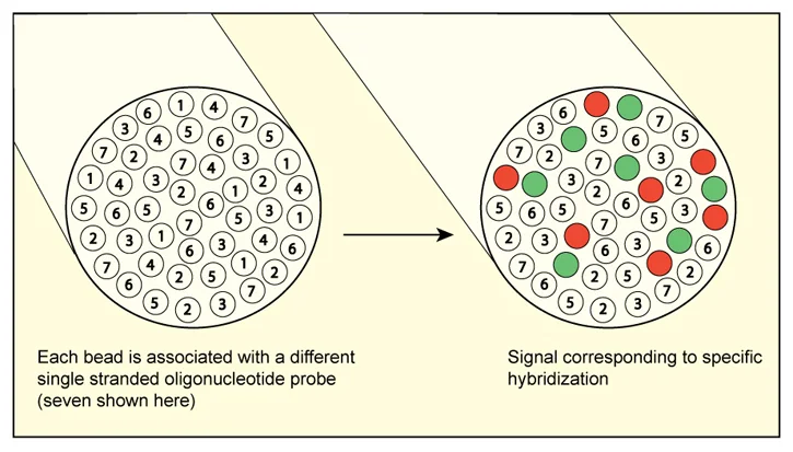 Fiber-optic DNA microarray, associated with inventor David Walt