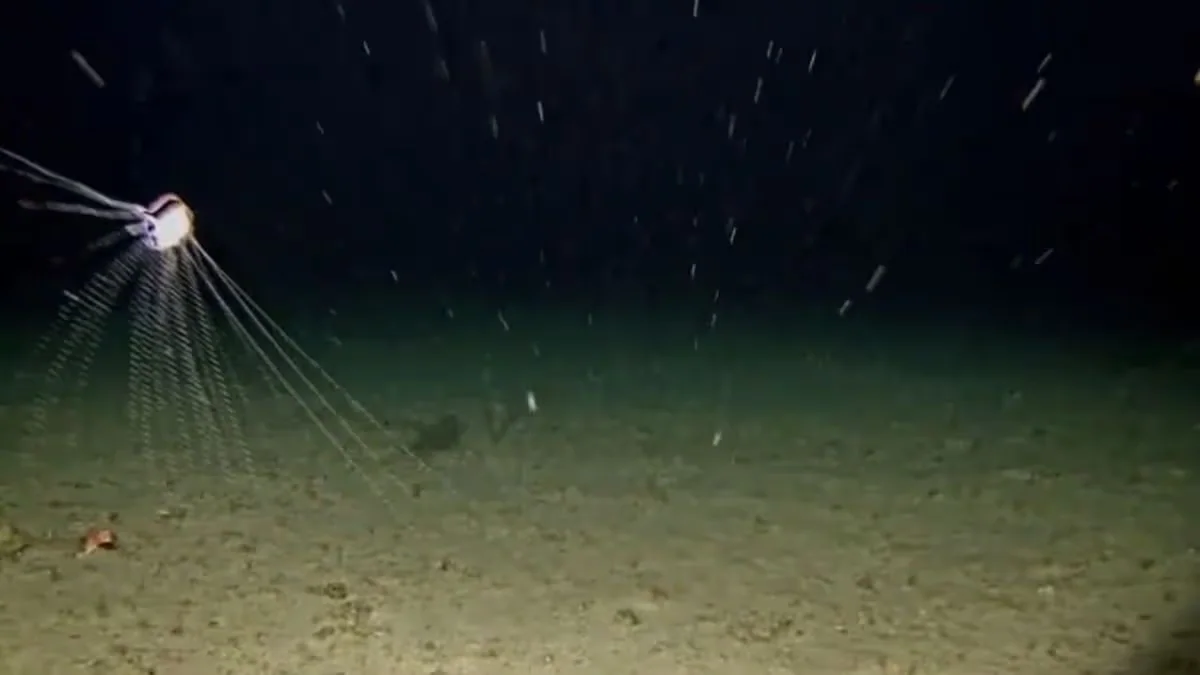 Eye-in-the-Sea deep-ocean camera system, associated with inventor Edith Widder