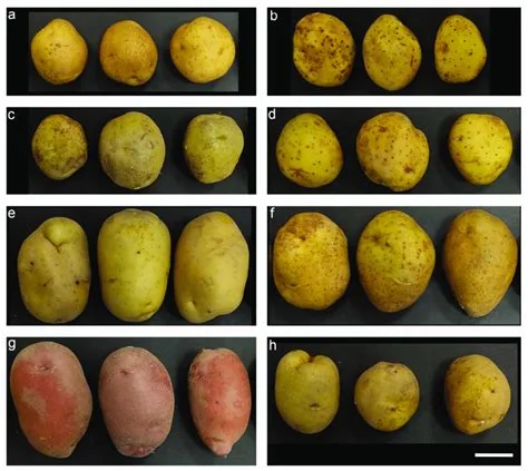 Potato cultivars for agricultural production, associated with inventor G. Craig Yencho