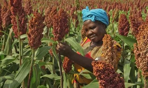 Drought- and disease-resistant sorghum hybrids, associated with inventor Gebisa Ejeta