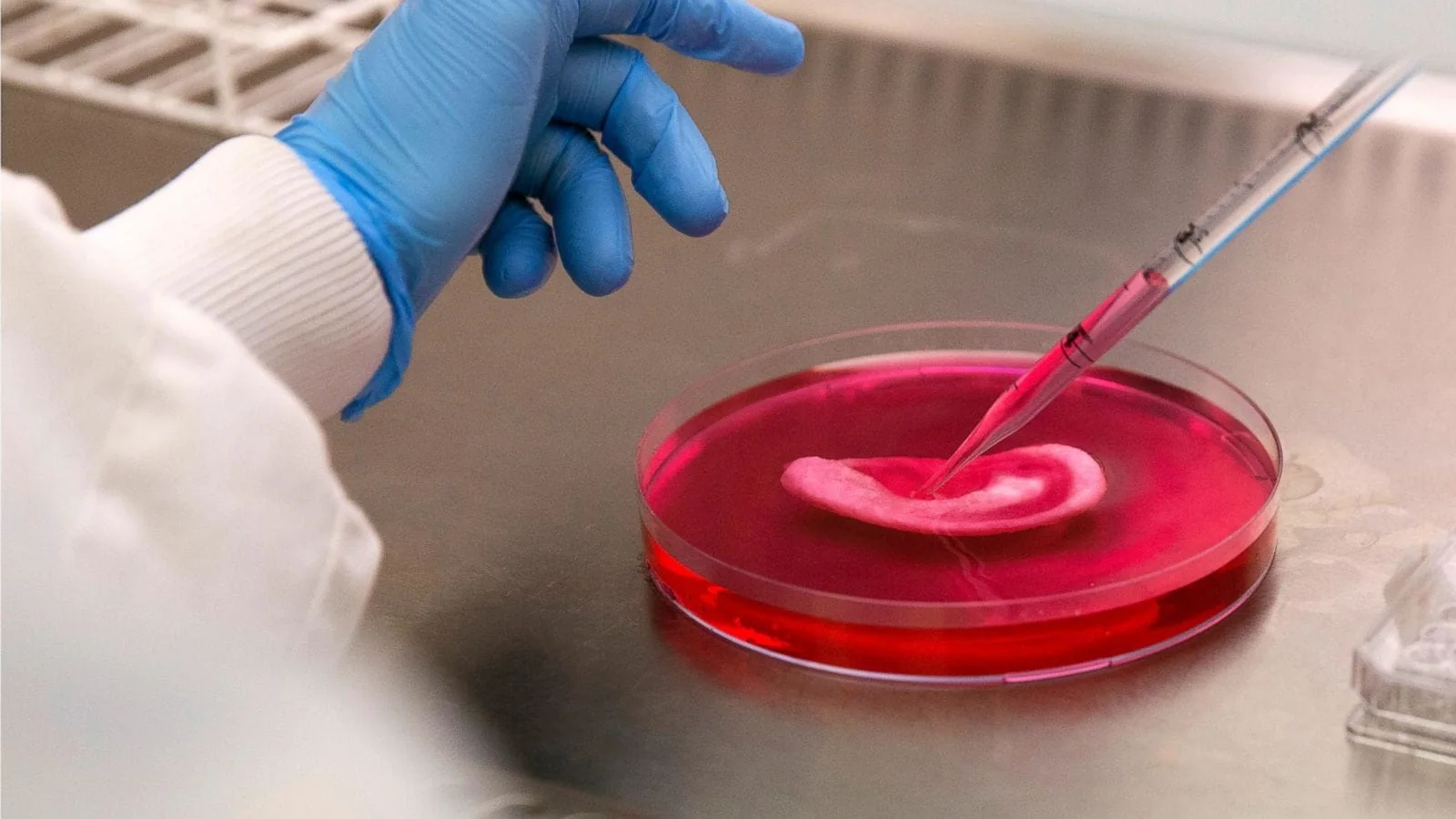 Lab-grown human organs (organoids), associated with inventor Hans Clevers