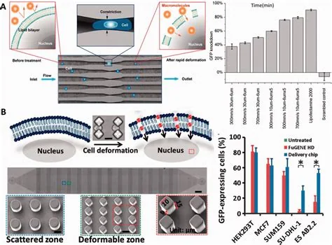 CellSqueeze microfluidic intracellular-delivery device, associated with inventor Klavs F. Jensen