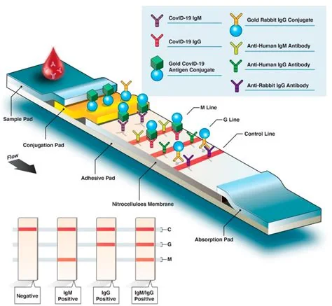 Paperfluidic viral-diagnostic strip, associated with inventor Lee R. Gehrke