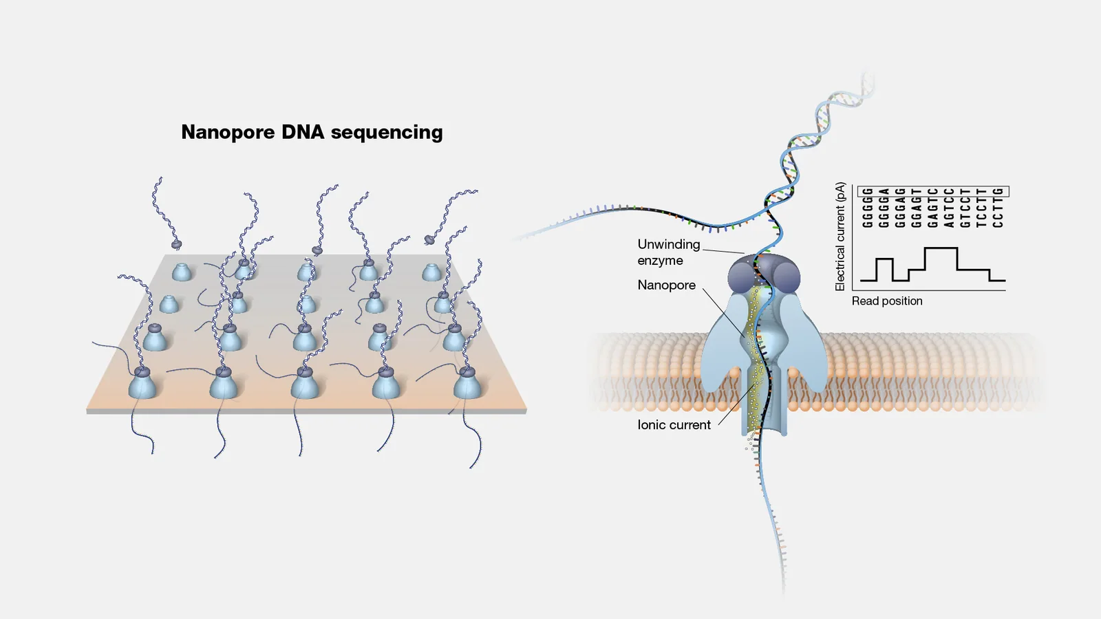 Nanopore DNA/RNA sequencing platform, associated with inventor Mark Akeson