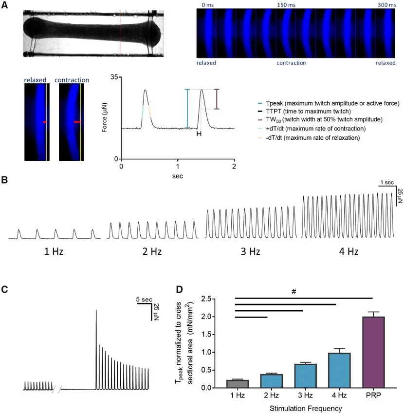 Biowire engineered cardiac-tissue drug-testing platform, associated with inventor Milica Radisic