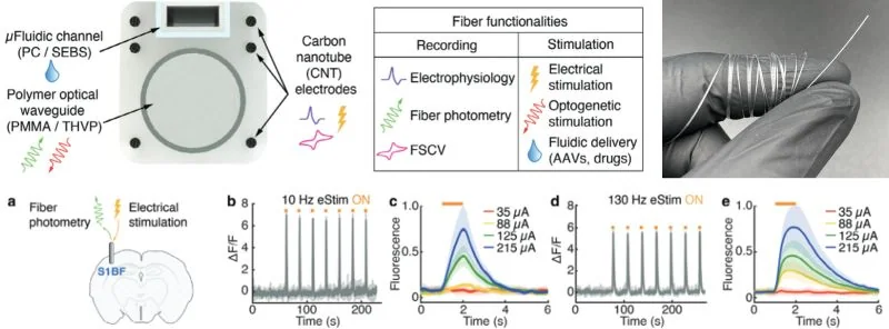 Multifunctional fiber-based neural probes, associated with inventor Polina Anikeeva