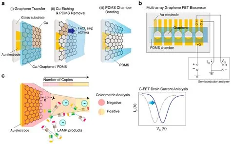 Crumpled-graphene field-effect-transistor biosensor, associated with inventor Rashid Bashir