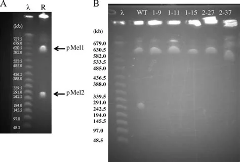 Pulsed-electric-field plasmid-DNA delivery systems, associated with inventor Richard Heller
