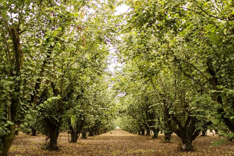 Hazelnut cultivars expanded in Oregon, Chile and Europe, associated with inventor Shawn A. Mehlenbacher