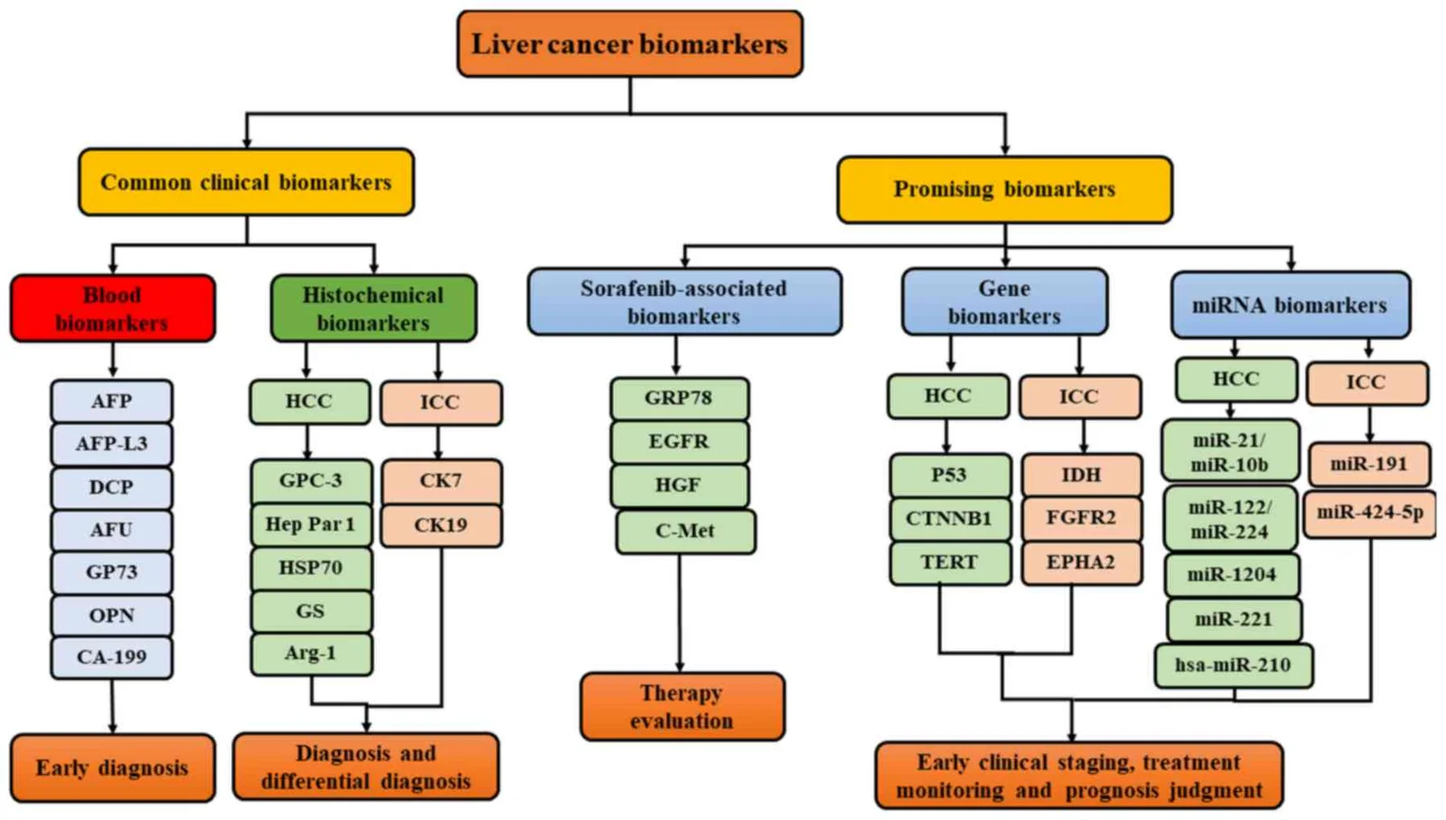 Ultrasound imaging biomarkers for liver disease and cancer assessment, associated with inventor Shigao Chen