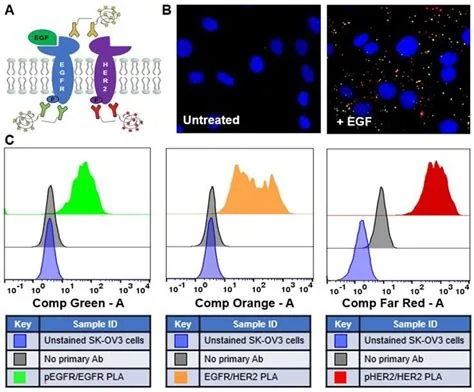 Proximity ligation protein-detection assay, associated with inventor Ulf Landegren