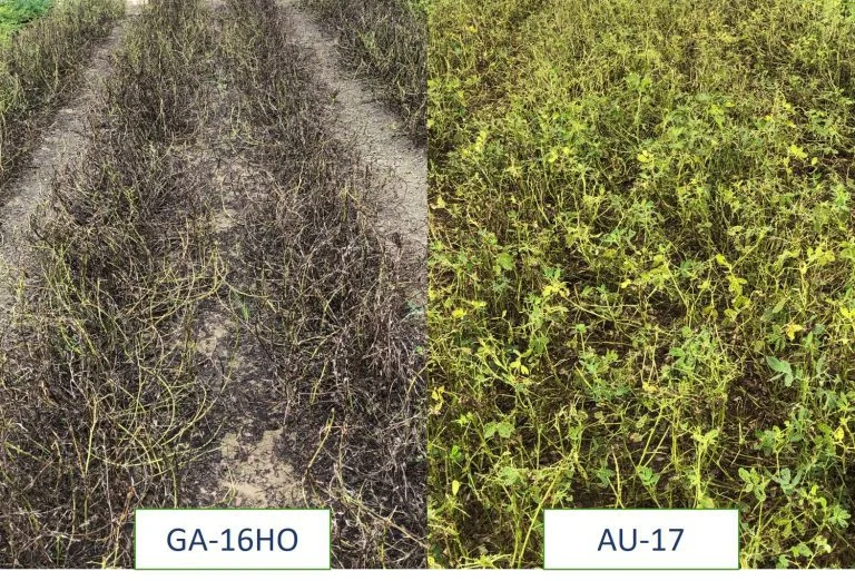 High-adoption Georgia peanut cultivars, associated with inventor William Branch
